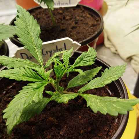 Dark Crystal growlog timeline photo