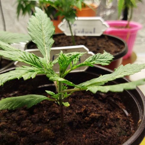 Dark Crystal growlog timeline photo
