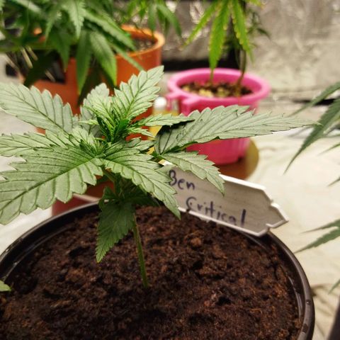 BCN critical growlog timeline photo