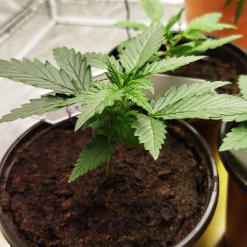 BCN critical growlog timeline photo
