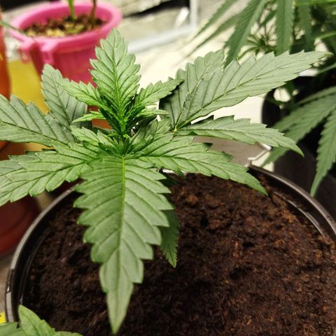 BCN critical growlog timeline photo