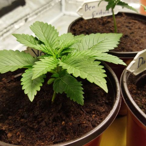 Voodoo (child ) growlog timeline photo