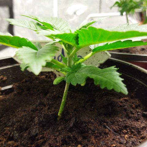 Voodoo (child ) growlog timeline photo