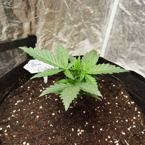 BCN critical growlog photo: ย้ายลงกระถาง 5 แกลอน