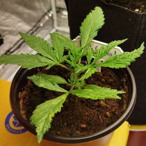 Dark Crystal growlog timeline photo
