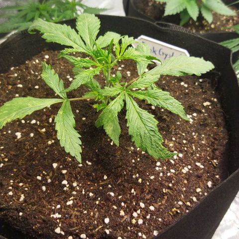 Dark Crystal growlog photo: ย้ายลงกระถาง 5 แกลอน