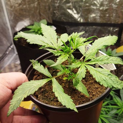 Dark Crystal growlog photo: ย้ายลงกระถาง 5 แกลอน