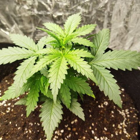 BCN critical growlog timeline photo