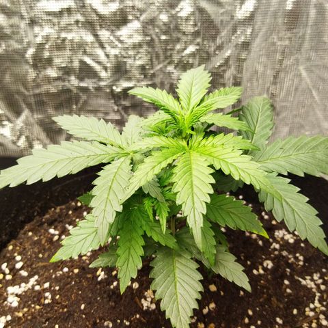 BCN critical growlog timeline photo