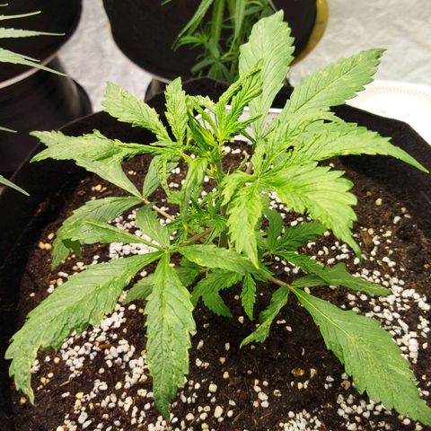 Dark Crystal growlog timeline photo