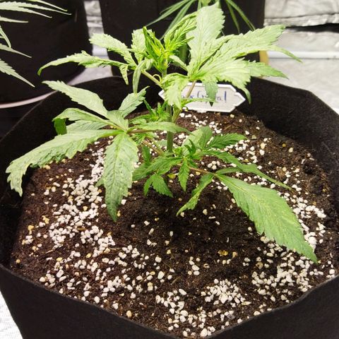 Dark Crystal growlog timeline photo
