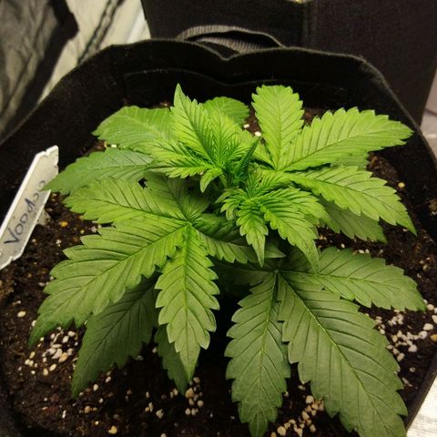 Voodoo (child ) growlog timeline photo