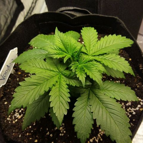 Voodoo (child ) growlog timeline photo