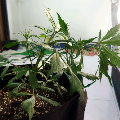 Dark Crystal growlog timeline photo