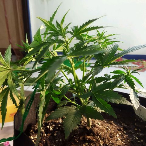 BCN critical growlog timeline photo