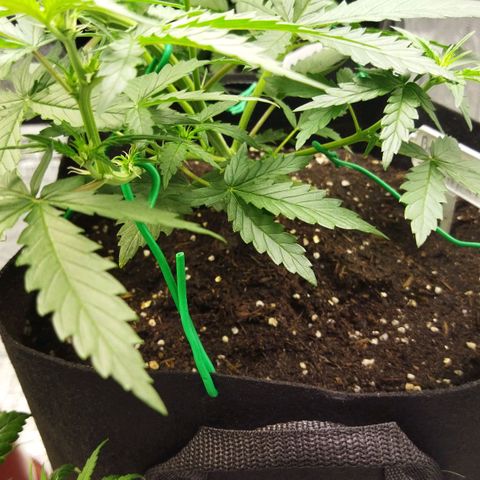 BCN critical growlog timeline photo
