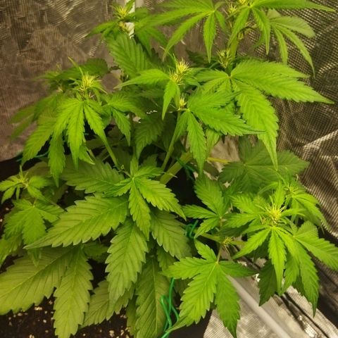 Voodoo (child ) growlog timeline photo