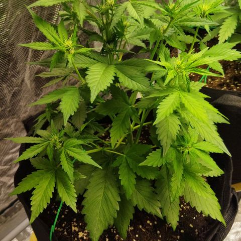 Voodoo (child ) growlog timeline photo