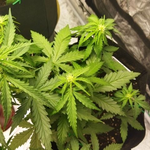 BCN critical growlog timeline photo
