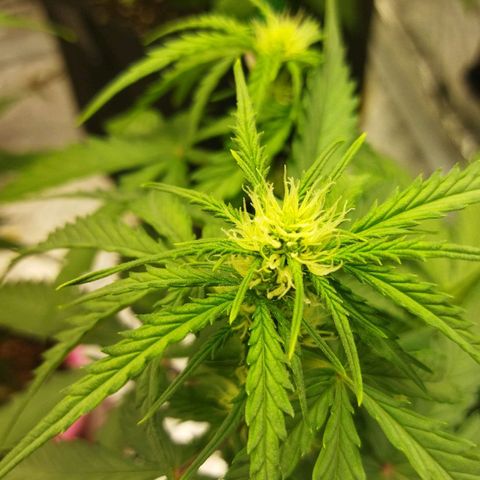 BCN critical growlog timeline photo