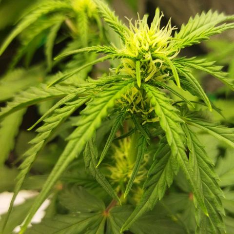 BCN critical growlog timeline photo