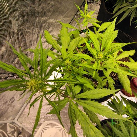 Dark Crystal growlog timeline photo