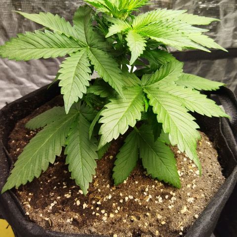Voodoo (child ) growlog timeline photo