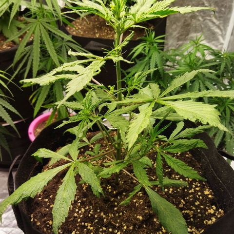 Dark Crystal growlog timeline photo