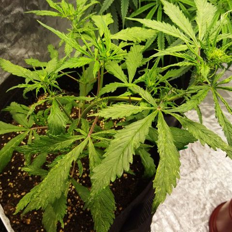 Dark Crystal growlog timeline photo