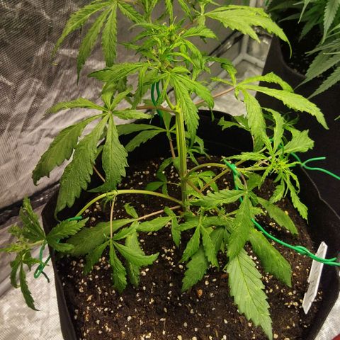 Dark Crystal growlog timeline photo