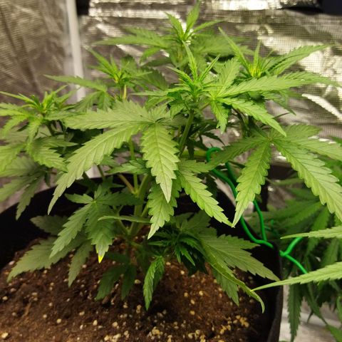 Voodoo (child ) growlog timeline photo