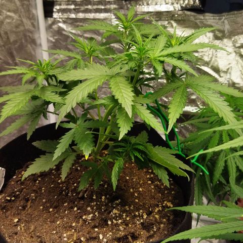Voodoo (child ) growlog timeline photo