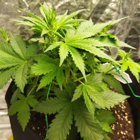 Voodoo (child ) growlog timeline photo