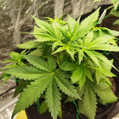 Voodoo (child ) growlog timeline photo