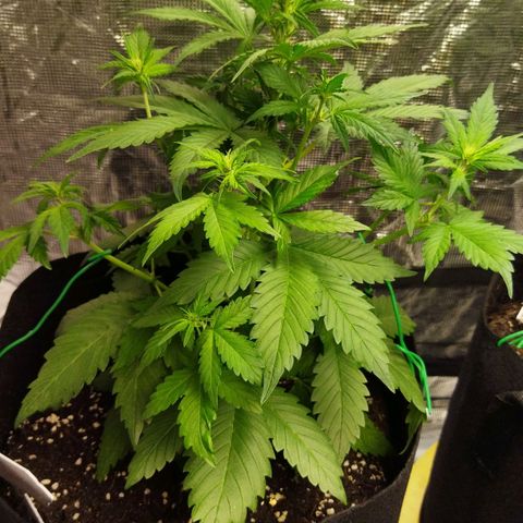 Voodoo (child ) growlog timeline photo