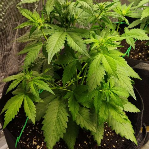Voodoo (child ) growlog timeline photo