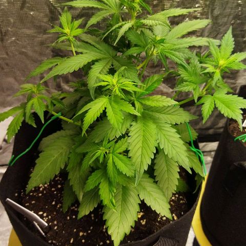 Voodoo (child ) growlog timeline photo
