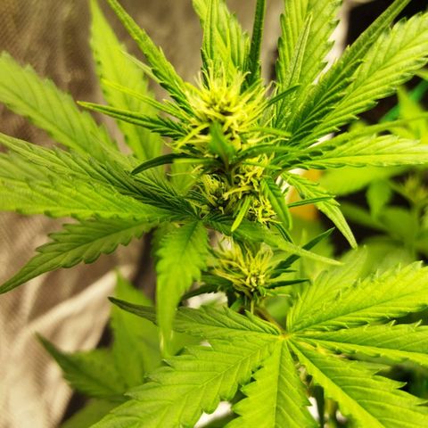 Voodoo (child ) growlog timeline photo