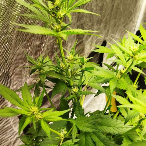 Voodoo (child ) growlog timeline photo