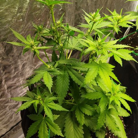 Voodoo (child ) growlog timeline photo