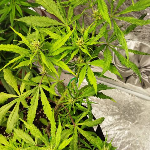 Dark Crystal growlog timeline photo