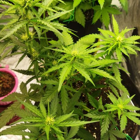 BCN critical growlog timeline photo