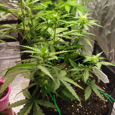 BCN critical growlog timeline photo