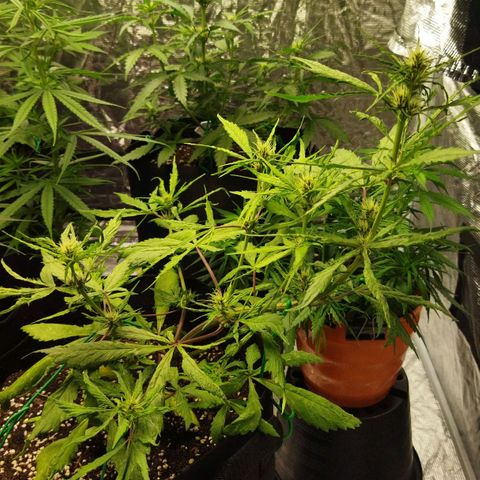 Dark Crystal growlog timeline photo