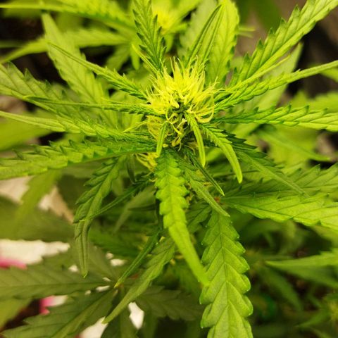 BCN critical growlog timeline photo