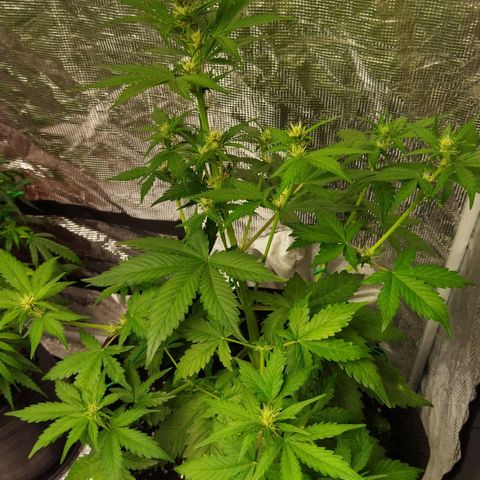 Voodoo (child ) growlog timeline photo