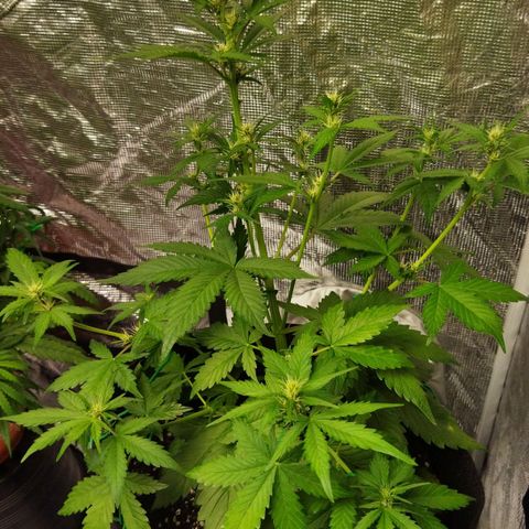 Voodoo (child ) growlog timeline photo