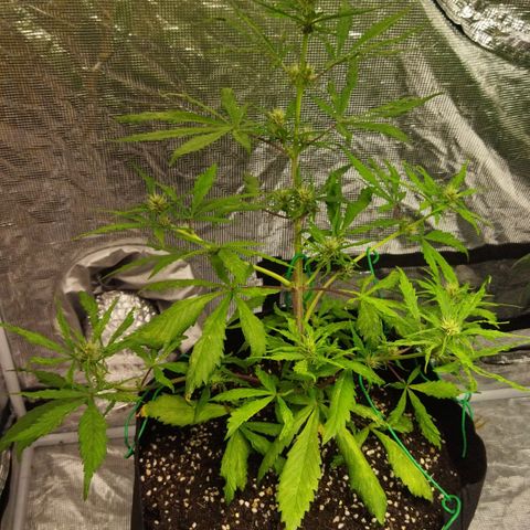Dark Crystal growlog timeline photo