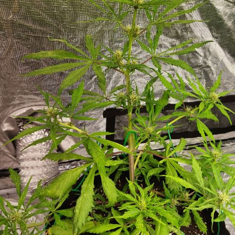 Dark Crystal growlog timeline photo