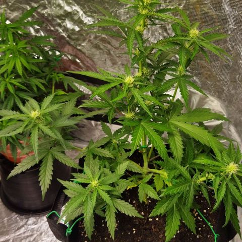 BCN critical growlog timeline photo
